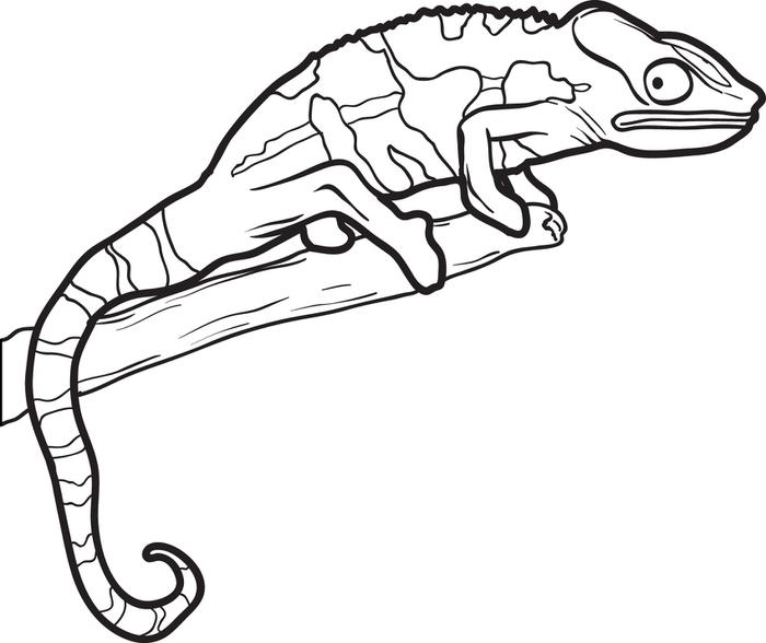 700x588 Beautiful Lizard Coloring Pages 50 In Coloring Pages With Lizard