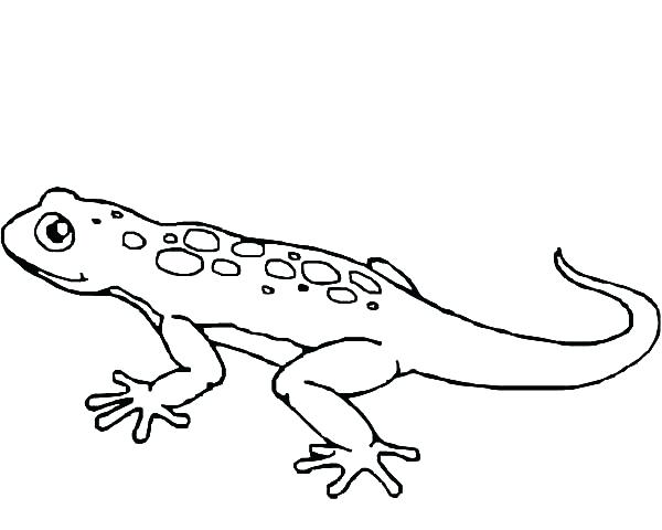 600x480 Cartoon Gecko Coloring Pages Leopard Black And White Pencil