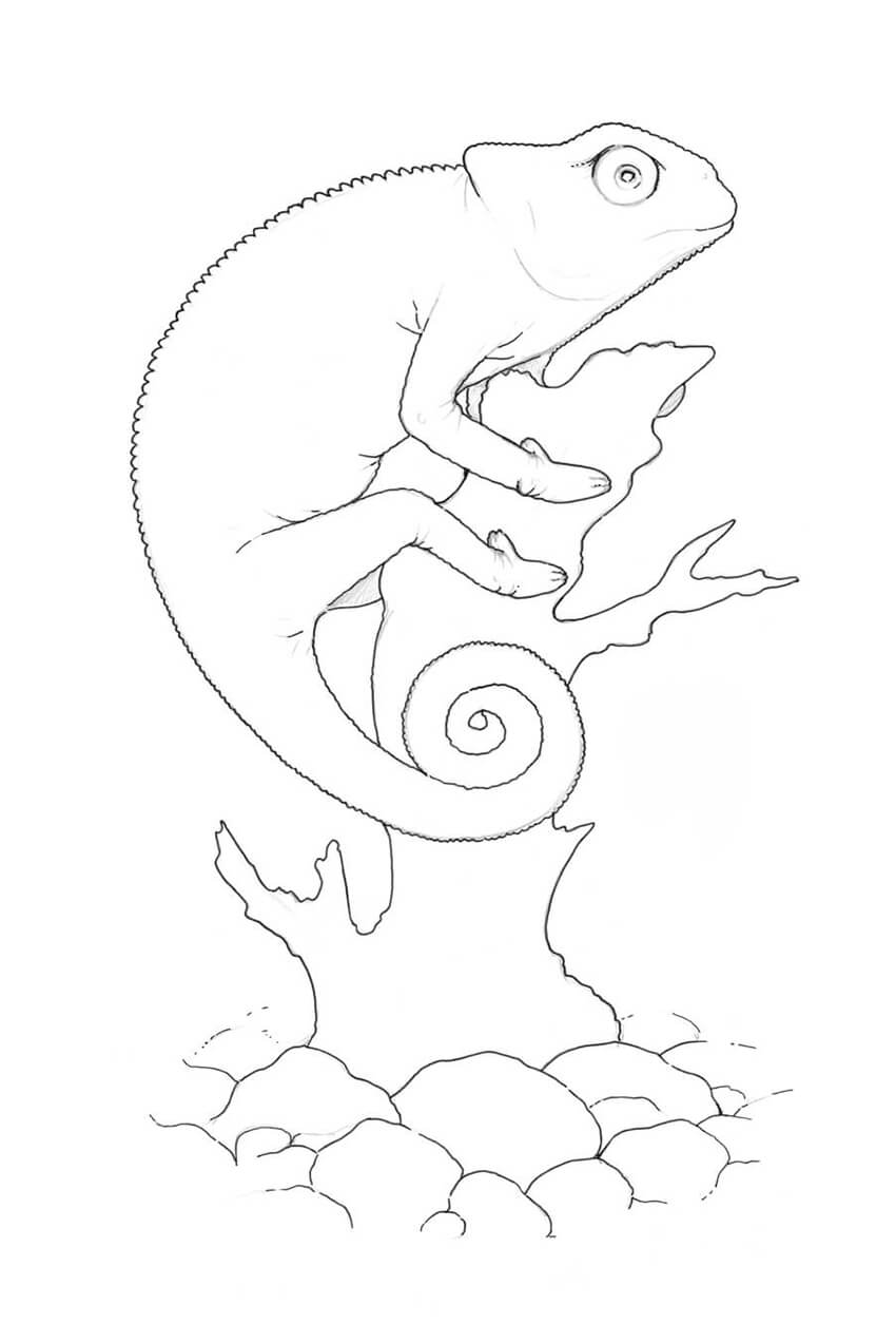 850x1255 How To Draw A Lizard With Ink Liners