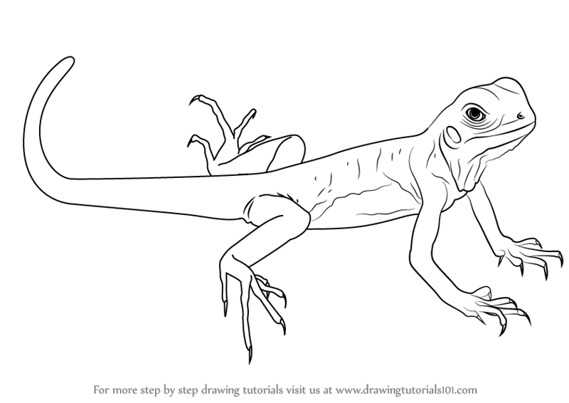 800x566 Learn How To Draw A Green Lizard (Lizards) Step By Step Drawing