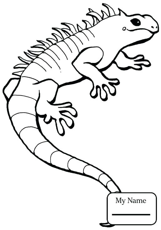 515x734 Reptiles Coloring Pages Green Iguana Reptiles Coloring Pages