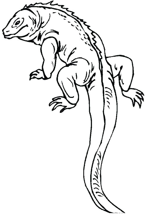 600x896 Unique Lizards Coloring Pages Kids Printable Lizard Me Sheets