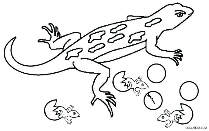 687x429 Extraordinary Various Lizard Coloring Pages Print Medium Size