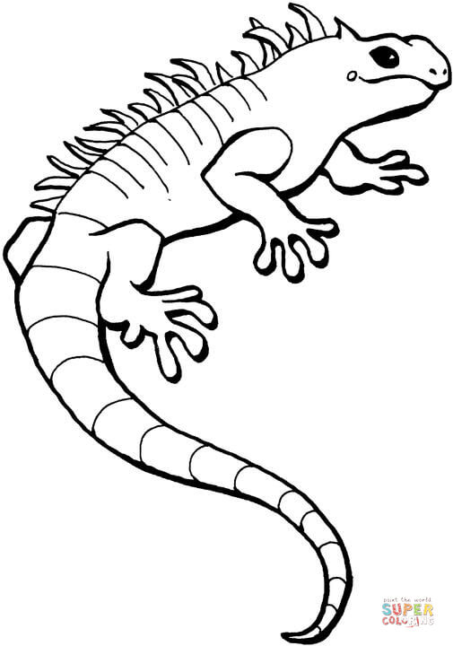 505x720 Iguana Coloring Page Free Printable Coloring Pages
