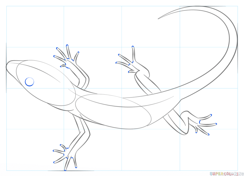 799x575 How To Draw A Realistic Lizard Step By Step Drawing Tutorials