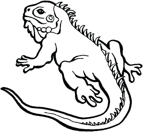 600x554 Lizard Coloring Page Drawing Lizard Coloring Pages Spiderman