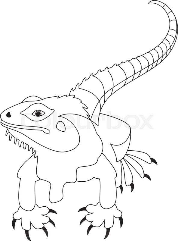 592x800 Lizard Vector Illustration Line Drawing Front Side Stock Vector