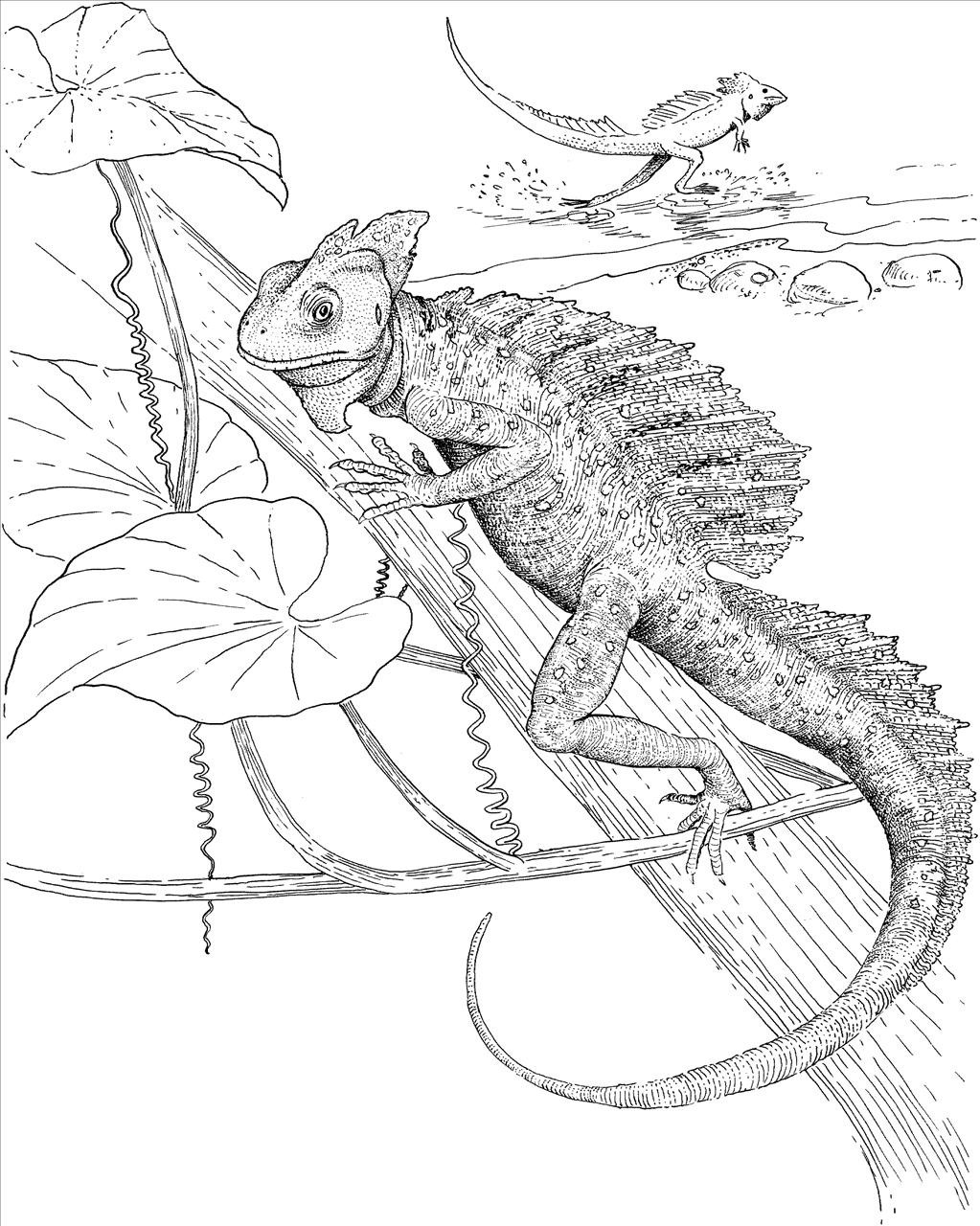 1023x1280 Best Lizard Coloring Pages Graphic Unknown Resolutions High