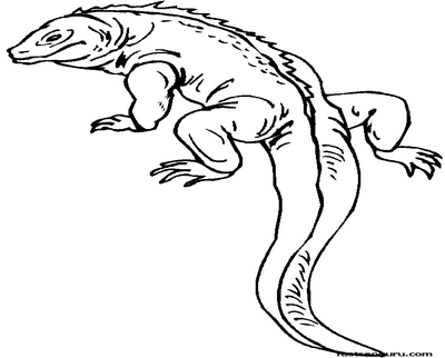400x322 Iguana Coloring Page Image Clipart Images