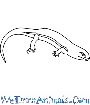 300x350 How To Draw A Leopard Skink