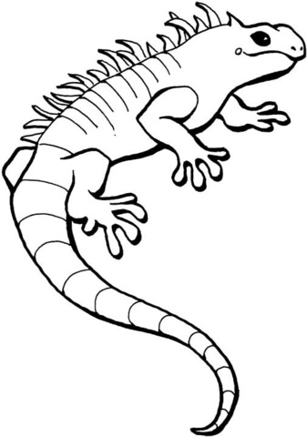 337x480 Iguana Coloring Page Free Printable Coloring Pages
