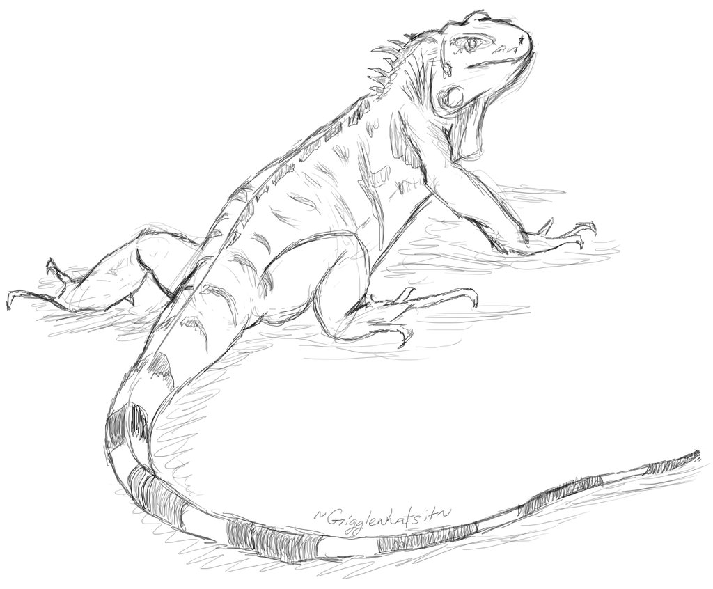 Lizzard Drawing at GetDrawings | Free download