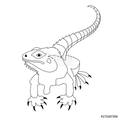 500x500 Lizard Vector Illustration Line Drawing Front Side Stock Image