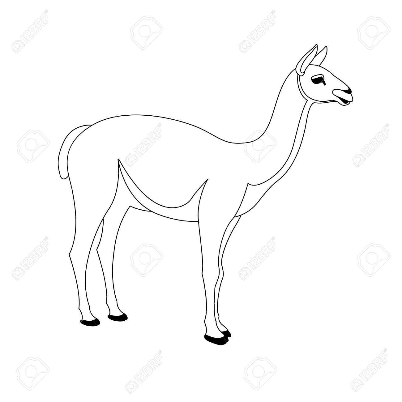 1300x1300 Lama Vector Illustration Line Drawing Royalty Free Cliparts