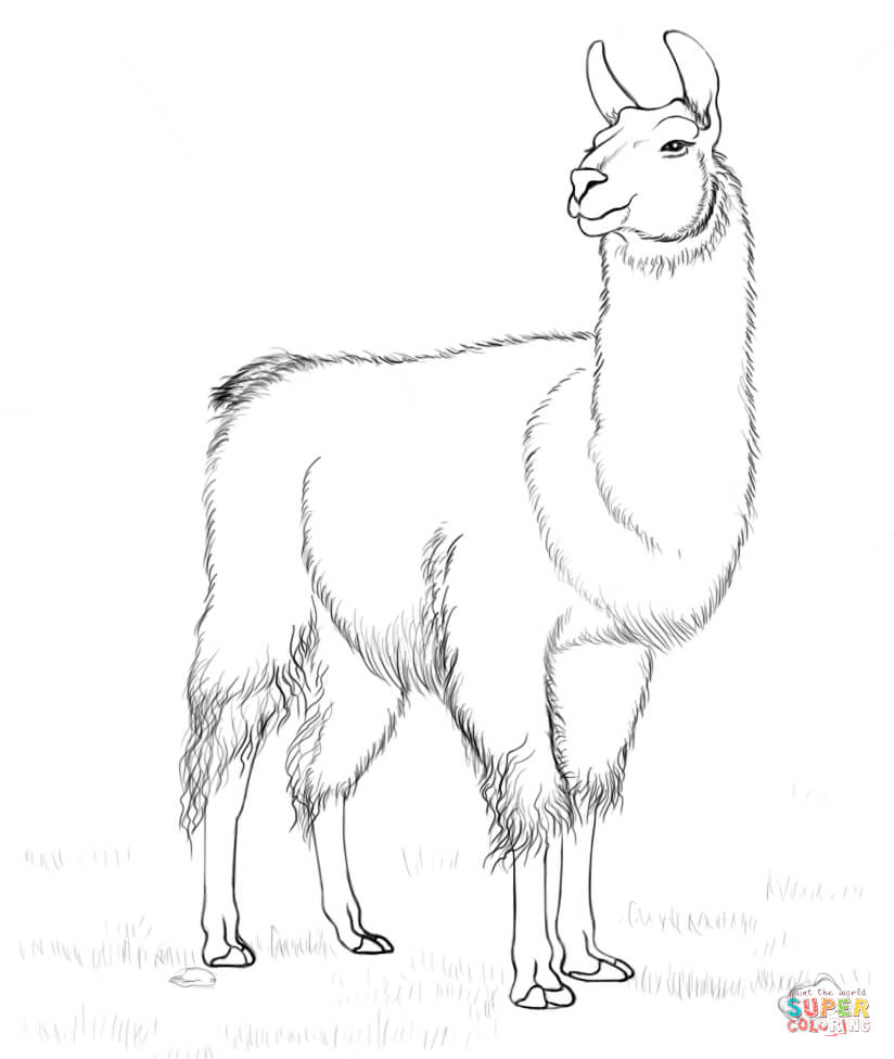 824x976 Llama Coloring Page Free Printable Coloring Pages