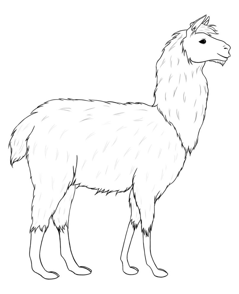 806x992 Llama Lineart By Morgensterna