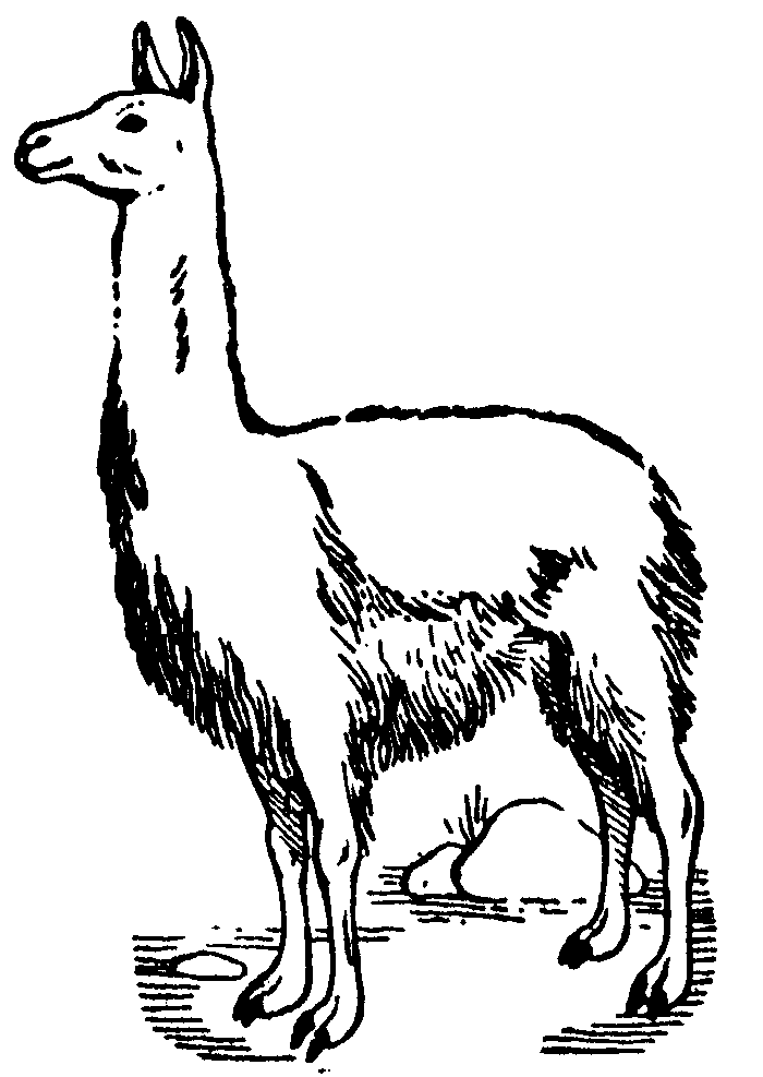 700x987 Llama