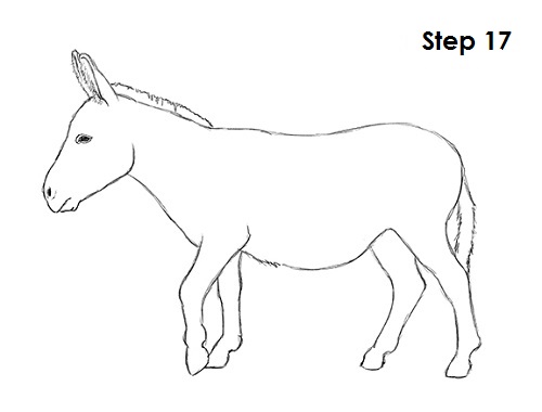 500x380 How To Draw A Donkey