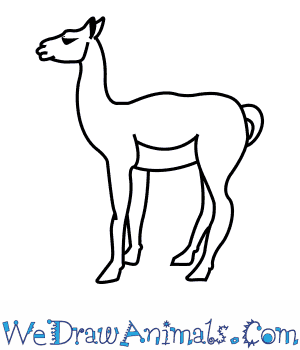 300x350 How To Draw A Guanaco