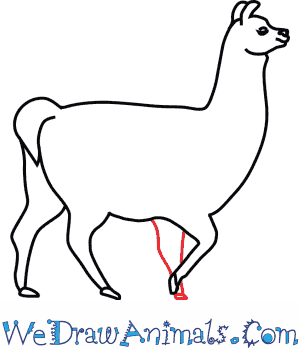 300x350 How To Draw A Llama