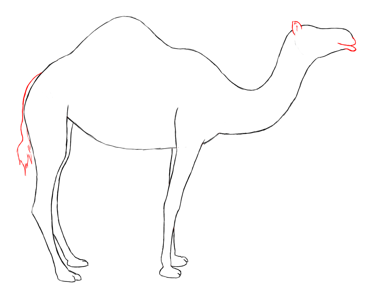 1280x1024 How To Draw A Camel Easy