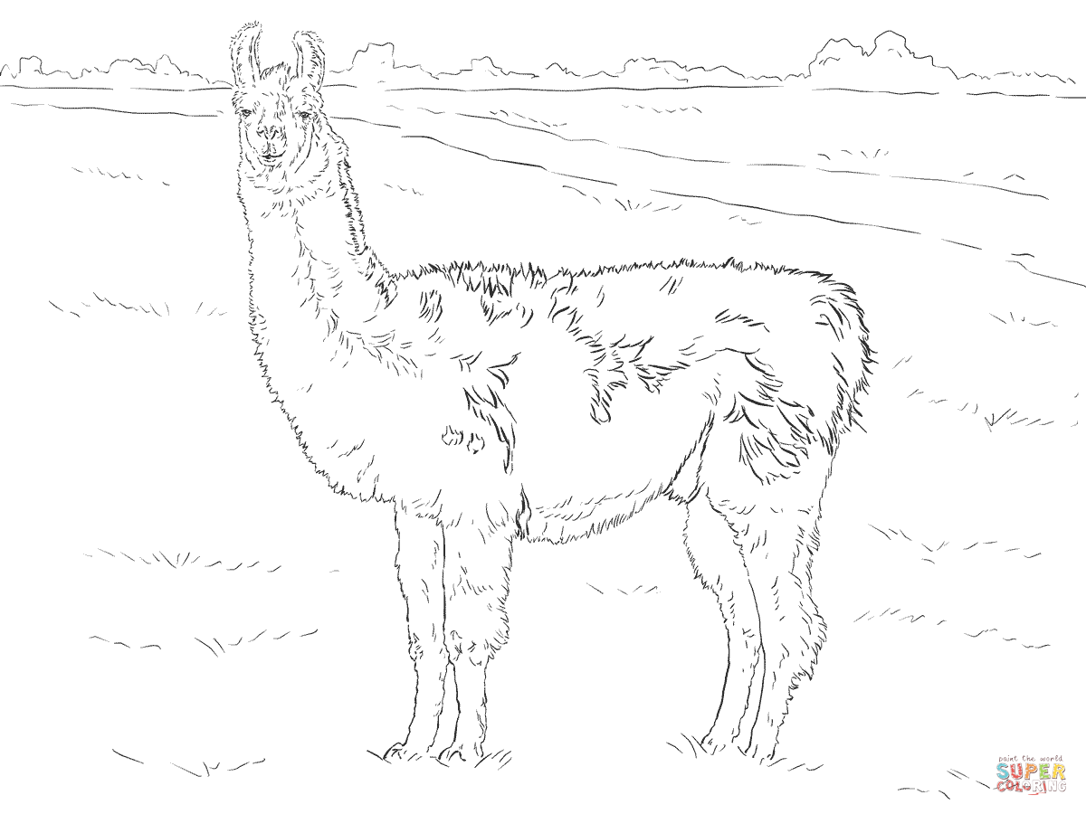 1200x900 Realistic Llama Coloring Page Free Printable Coloring Pages