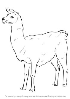 236x333 Llama Drawing Sketch Llama Drawing Sketches