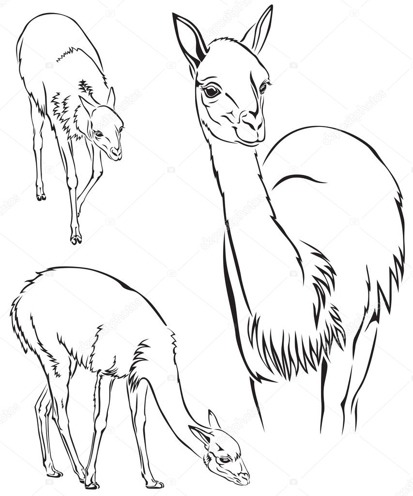 853x1024 Guanaco Llama Stock Vector Agrino