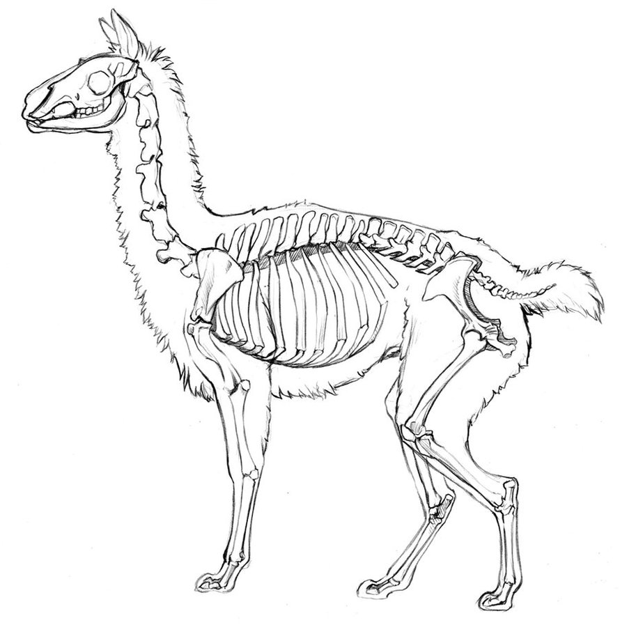 890x897 Llama Study By Echogreens