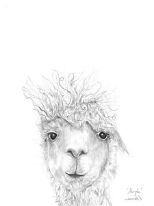 225x300 Llamas Drawings