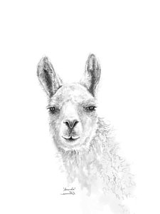 225x300 Llamas Drawings