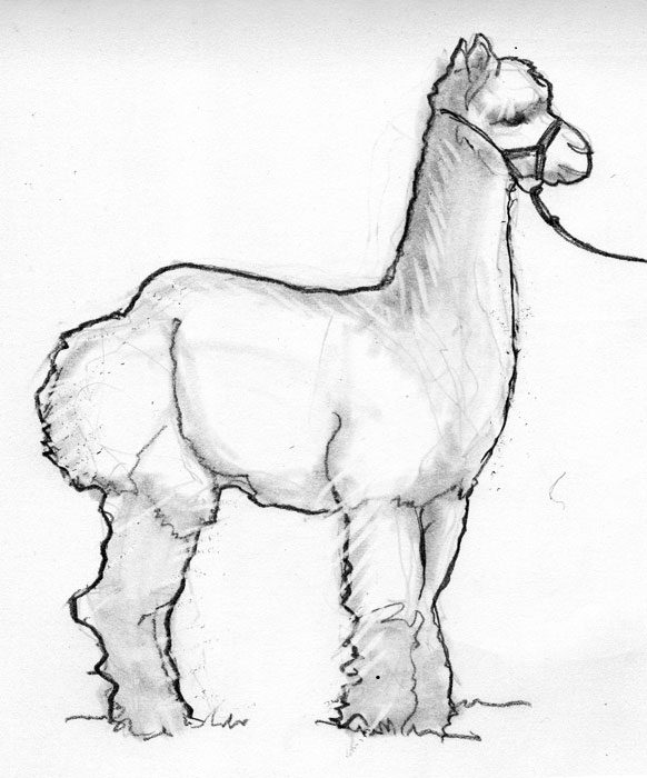 582x700 Sketch Please Alpaca