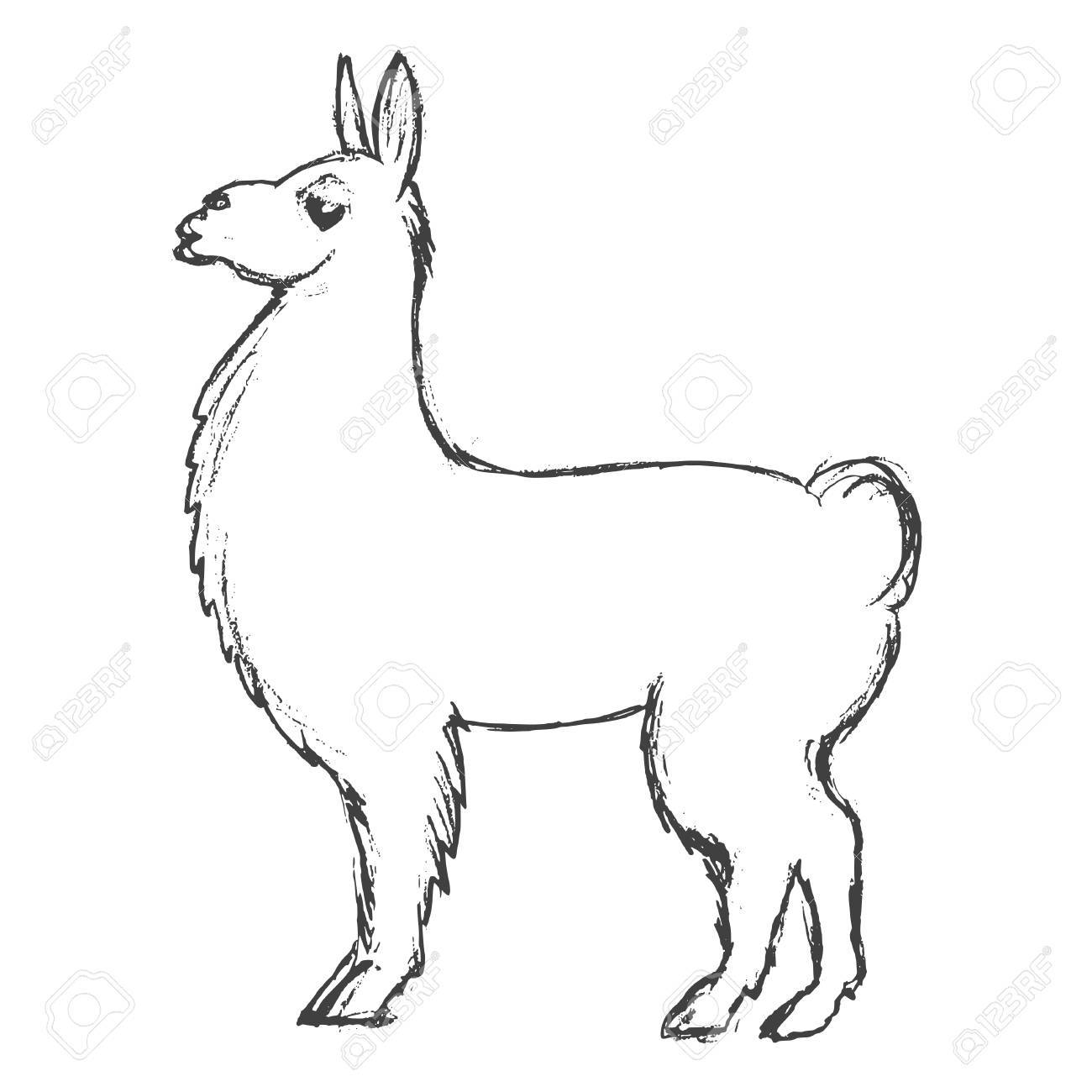 1300x1300 Vector, Sketch, Hand Drawn Illustration Of Lama Royalty Free