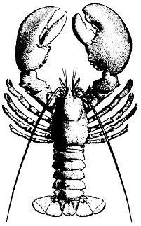 201x323 Inshore Lobster