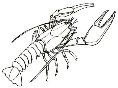 400x298 Image Result For Lobster Drawing Business Info