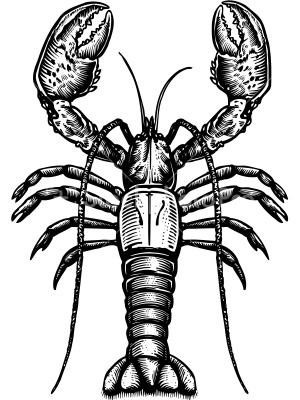 Lobster Claw Drawing at GetDrawings | Free download