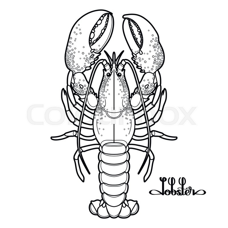 800x800 Graphic Vector Lobster Drawn In Line Art Style. Sea And Ocean