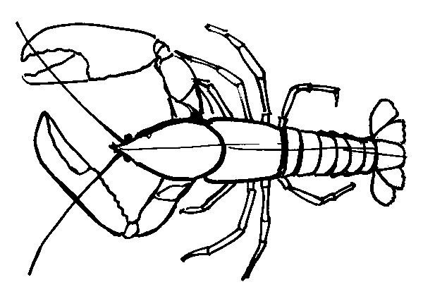 600x417 How To Draw A Lobster
