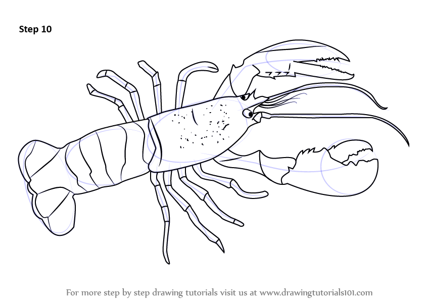 843x596 Learn How To Draw A Lobster (Other Animals) Step By Step Drawing