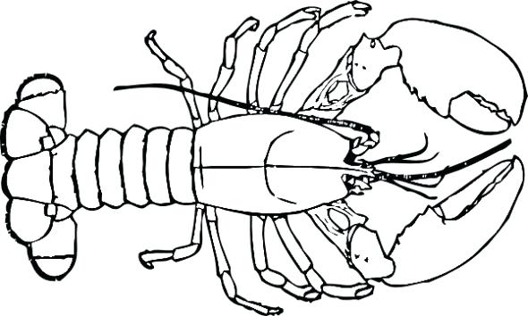 590x354 Luxury Lobster Coloring Page Outline 4 Buoy