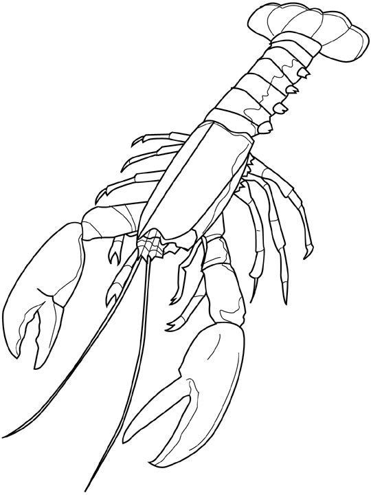 540x720 Coloring Lobster Picture