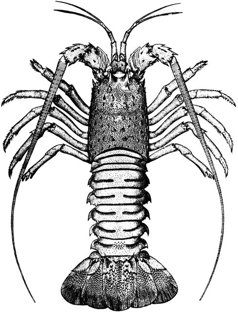 489x640 Crawfish Clipart Etc
