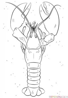 236x340 How To Draw A Lobster Step By Step. Drawing Tutorials For Kids
