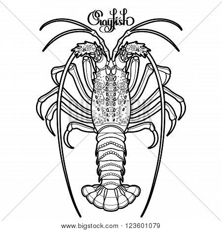 450x470 Graphic Vector Crayfish Drawn Line Vector Amp Photo Bigstock