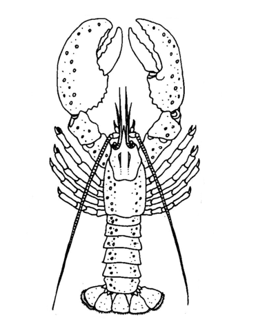 371x480 Lobster Coloring Page Free Printable Coloring Pages