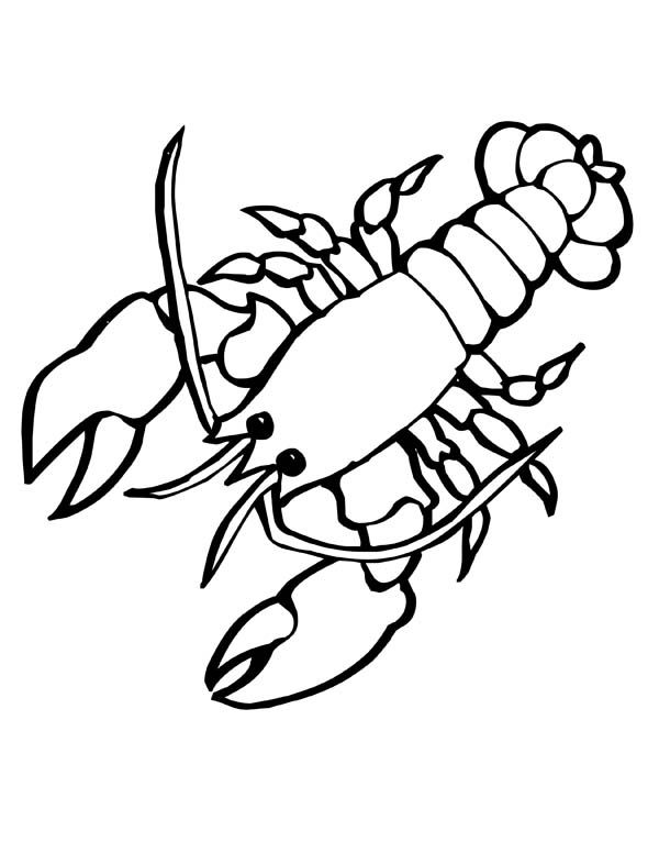 600x776 Images Of Blue Lobster