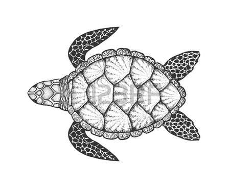 Loggerhead Turtle Drawing at GetDrawings | Free download