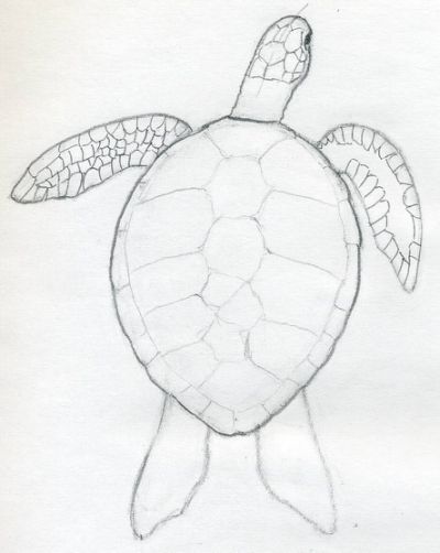 Loggerhead Sea Turtle Drawing at GetDrawings | Free download