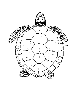 Loggerhead Sea Turtle Drawing at GetDrawings | Free download