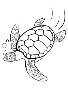 Loggerhead Sea Turtle Drawing at GetDrawings | Free download